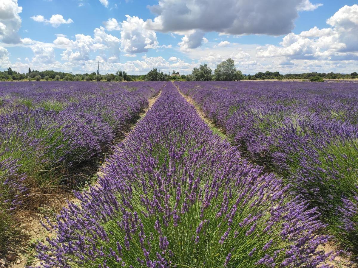 Les Champs De Provence Bed and Breakfast La Baume-de-Transit Exteriör bild